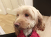 Cockapoo female