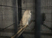 Young budgies