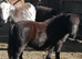 Miniature shetland mare