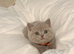GCCF and TICA registered British Shorthair kittens