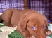 Siberian Shepsky x Weimaraner Puppies