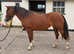Welsh Sec D 4yrs 14.1 Mare