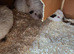 4 guinea pigs and hutch