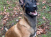 6 month old Belgian Malinois
