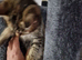 9 week old female bengal x kitten last of litter