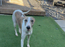 Kc whippet for stud duties