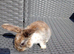 Last baby mini lop cross lionhead!