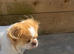 Japanese Chin Cross with a Shituz Male 13 Months Old