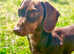 KC Registered Chocolate & Tan Miniature Dachshund Stud &pound;200