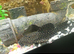Cactus pleco