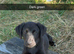 Labrador x whippet