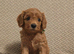 Gorgeous male and female Cavapoo puppies
