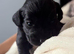 Cocker spaniel puppies