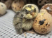 Fertile Jumbo Quail eggs