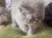 Exotic kittens