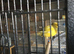 Wanted hen border canaries