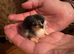 Beautiful pekin bantam chicks day olds unsexed black mottled blue lovley healthy chickens