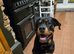 ROTTWEILER FOR SALE