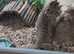 3 bearded dragons and setups for sale
