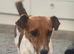 Beautiful Jackapoo Girl and boy puppies looking for there forever homes