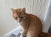 Beautiful kitten