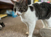 One yr old sisters need new home
