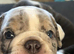 Olde English bulldog puppies
