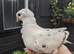 Young fancy pigeons available!