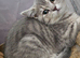 Blue and Blue Golden British shorthair