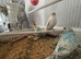 Beautiful baby budgies