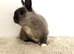 Netherland dwarf male rabbit
