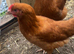 black tail & black cooper marans 20 weeks old