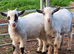Three Beautiful Pygmy Wethers looking for their Forever Home