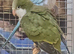 Baby Quaker Parrots