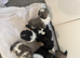 1shih tzu puppy Boy looking new home