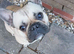 Male 18 month old French bulldog tan