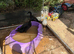 4 runner ducks cuyuga and Pom Pom head
