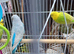 I have 1 pair and a single male with cage