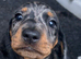 Beautiful Dapple Dachshunds