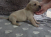Straw Cane Corso Pups