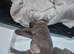 Silver Labrador pups