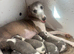 Kc reg whippet puppy’s very well bred