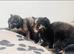 Beautiful really social kittens used to kids and dogs