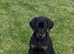 PSA  Anubis grandchildren  Vali X Cardi