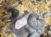Ferret Kits For Sale