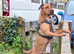 Wanted Stud for my Female Rottweiler X Mastiff/Staffy