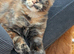 Tica registered Maine coon girl