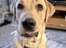 Beautiful Labrador