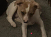 Jack russel pups availabe