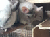 Beautiful Baby Chinchillas looking for their forever loving homes
